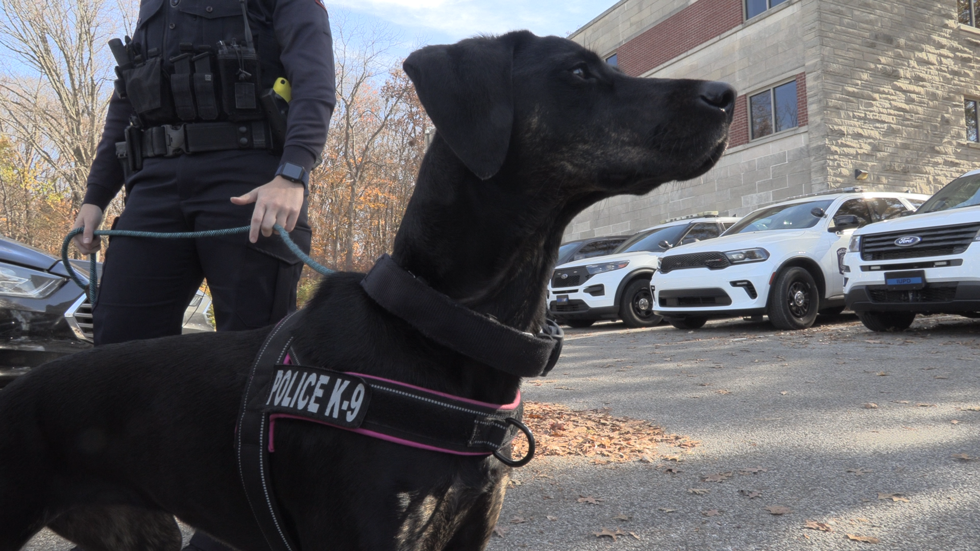 Meet Honey, IUPD’s first-ever therapy dog