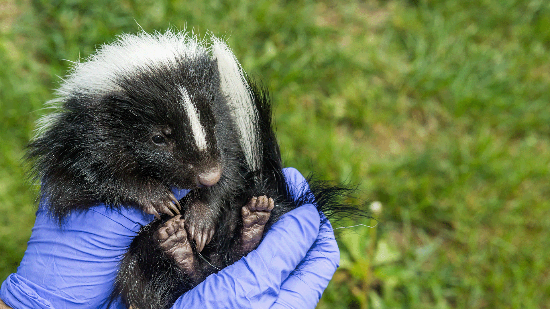 First rabid skunk found in Indiana since 2004